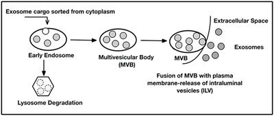 Exosomes: Origins and Therapeutic Potential for Neurodegenerative Disease